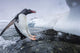 Gentoo Penguin leaping from water onto shoreline Wall Mural