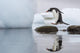 Gentoo Penguin leaps between stones Wall Mural