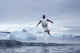 Gentoo Penguins leaping from water along Cuverville Island shoreline Wall Mural