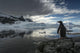 Silhouette of Gentoo Penguin standing on rocky shoreline Wall Mural