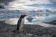 Gentoo Penguin standing on rocky shoreline along Errera Channel Wall Mural