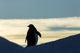 Silhouette of Gentoo Penguin standing at dusk Wall Mural