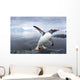 Gentoo Penguin leaping from ocean onto rocky shoreline near rookery Wall Mural