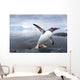 Gentoo Penguin leaping from ocean onto rocky shoreline near rookery Wall Mural