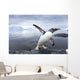 Gentoo Penguin leaping from ocean onto rocky shoreline near rookery Wall Mural
