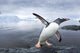 Gentoo Penguin leaping from ocean onto rocky shoreline near rookery Wall Mural