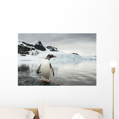 Gentoo Penguin Standing Shallow Wall Mural shown on a wall