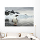 Gentoo Penguin standing in shallow water along glacial coastline Wall Mural