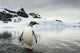 Gentoo Penguin standing in shallow water along glacial coastline Wall Mural