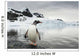 Gentoo Penguin standing in shallow water along glacial coastline Wall Mural