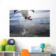 Gentoo Penguin leaping from water to rocky shoreline Wall Mural