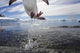 Gentoo Penguin leaping from water to rocky shoreline Wall Mural