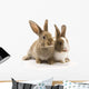 Two adorable rabbits Wall Decal