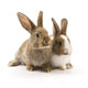 Two adorable rabbits Wall Decal