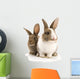 Two Adorable Rabbits