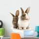 Two Adorable Rabbits