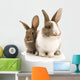 Two Adorable Rabbits