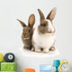 Two Adorable Rabbits