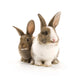 Two Adorable Rabbits