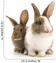 Two Adorable Rabbits