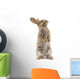 Adorable rabbit isolated on white Wall Decal