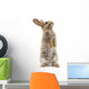 Adorable rabbit isolated on white Wall Decal