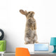 Adorable rabbit isolated on white Wall Decal