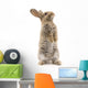 Adorable rabbit isolated on white Wall Decal