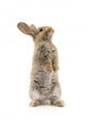 Adorable rabbit isolated on white Wall Decal