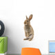 Adorable Rabbit White Wall Decal