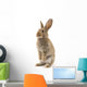 Adorable Rabbit White Wall Decal
