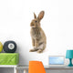 Adorable Rabbit White Wall Decal