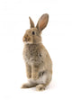 Adorable Rabbit White Wall Decal