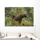 Brown bear cubs sitting by the side of mother Wall Mural