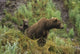 Brown bear cubs sitting by the side of mother Wall Mural