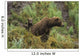 Brown bear cubs sitting by the side of mother Wall Mural