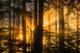 Sunrays peak through fog and the trees of the Tongass National Forest Wall Mural