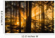 Sunrays peak through fog and the trees of the Tongass National Forest Wall Mural