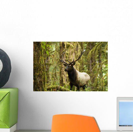 Close up of an bull Roosevelt elk in the Hoh rainforest Wall Mural