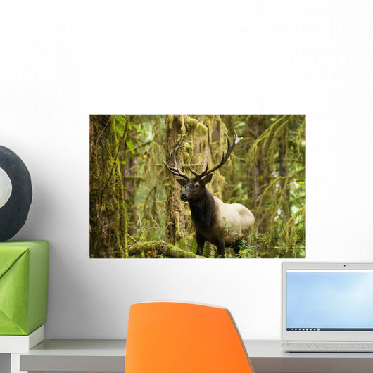 Close up of an bull Roosevelt elk in the Hoh rainforest Wall Mural