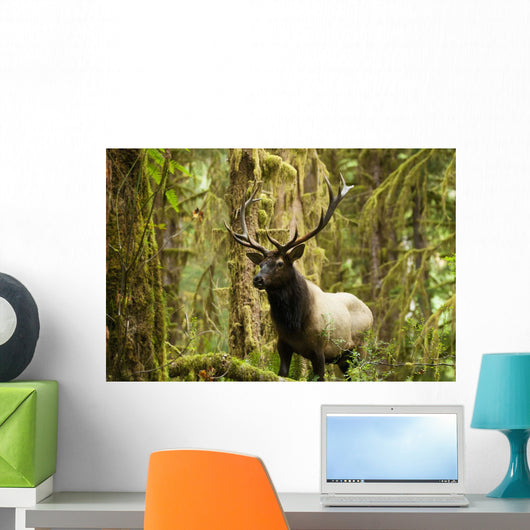 Close up of an bull Roosevelt elk in the Hoh rainforest Wall Mural