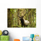 Close up of an bull Roosevelt elk in the Hoh rainforest Wall Mural