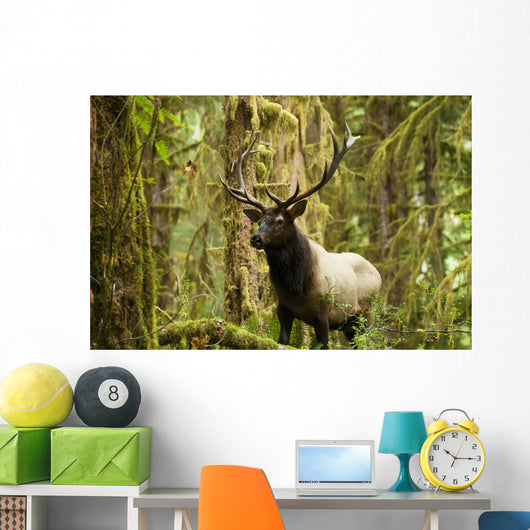 Close up of an bull Roosevelt elk in the Hoh rainforest Wall Mural