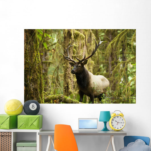 Close up of an bull Roosevelt elk in the Hoh rainforest Wall Mural