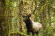 Close up of an bull Roosevelt elk in the Hoh rainforest Wall Mural