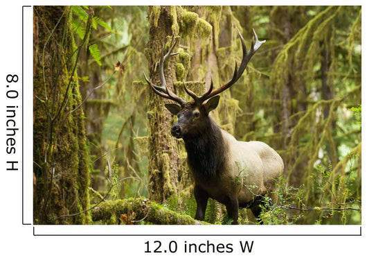 Close up of an bull Roosevelt elk in the Hoh rainforest Wall Mural