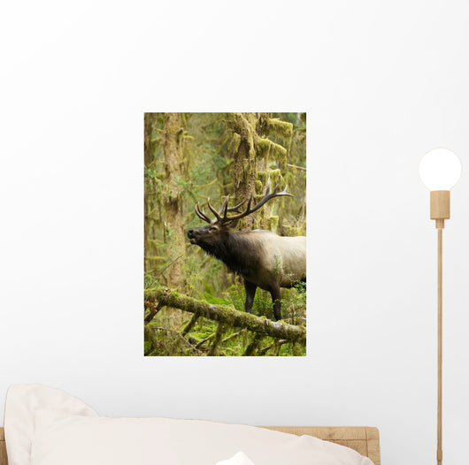 Close up of an bull Roosevelt elk bugling in the Hoh rainforest Wall Mural