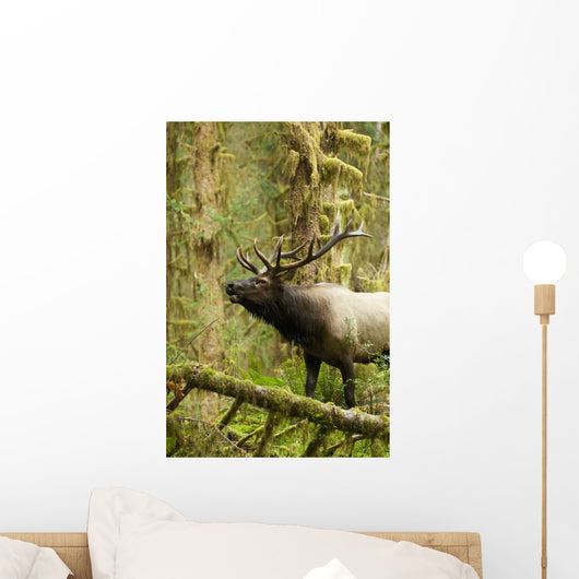 Close up of an bull Roosevelt elk bugling in the Hoh rainforest Wall Mural