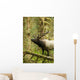 Close up of an bull Roosevelt elk bugling in the Hoh rainforest Wall Mural