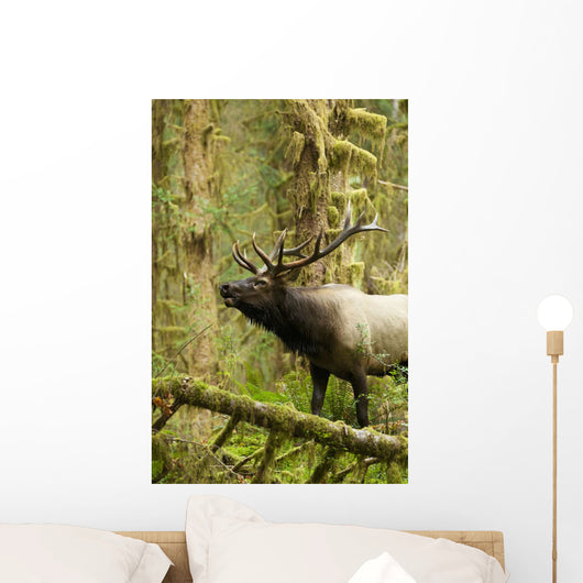 Close up of an bull Roosevelt elk bugling in the Hoh rainforest Wall Mural